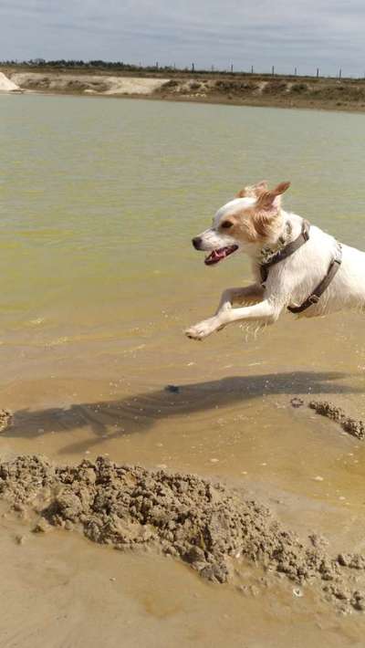 Dogorama-Monats-Challenge-Mai "Wasser"-Beitrag-Bild