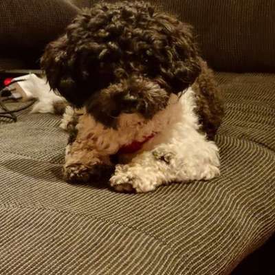 Hundetreffen-Welpen und junghunde treffen in Niestetal-heiligenrode-Bild