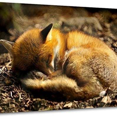 Giftköder-Toter Fuchs-Bild