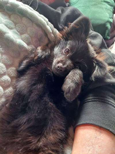 Spitz--Zwergspitz--kleinspitz---mittelspitz----Großspitz--Wolfsspitz-Beitrag-Bild