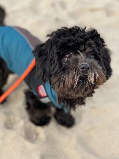 Dogorama Photo Challenge - Be my valentine-Beitrag-Bild