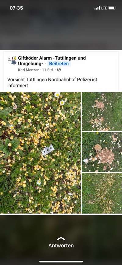 Giftköder-Fleischreste, Verdorbenes, Rasierklingen-Bild