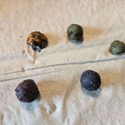 Giftköder-Glas u.möglicherweise Giftköder gefunden-Bild