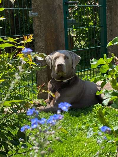 Die Dogorama Monats Challenge "Es grünt und blüht"-Beitrag-Bild