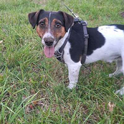 Hundetreffen-Gassi gehen/Hundebetreuung 🥰-Bild