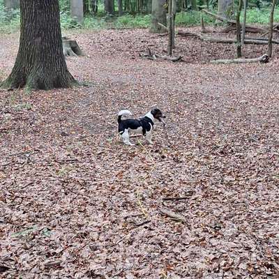 Hundetreffen-Hundebetreuung/Gassie Service❤️-Bild