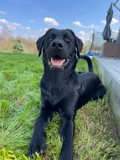 Handy Fotochallenge Nr. 52: Dein Hund mit blauem Himmel-Beitrag-Bild
