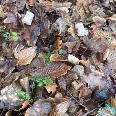 Giftköder-Giftköder-Bild