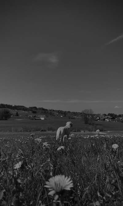 Hundetreffen-Hundetreffen am Haldebuckel-Bild