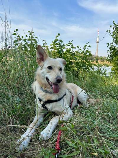 Hundetreffen-Gemeinsamer Spaziergang-Bild