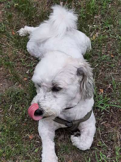 Dein Hund im Dogorama-Kalender 2021-Beitrag-Bild