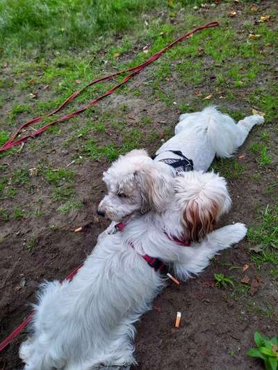 Bester Freund, Hundekumpel - zeigt her!-Beitrag-Bild