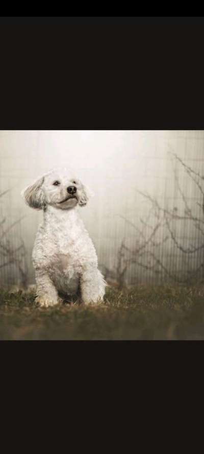 Labradorfans-Beitrag-Bild