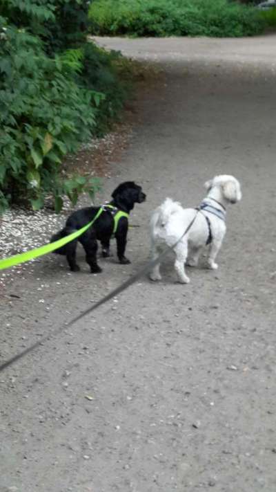 Bester Freund, Hundekumpel - zeigt her!-Beitrag-Bild