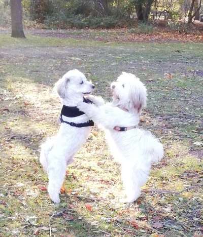 Bester Freund, Hundekumpel - zeigt her!-Beitrag-Bild