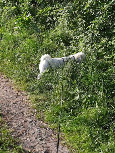 Die Dogorama Kalender Challenge Teil 3/4-Beitrag-Bild