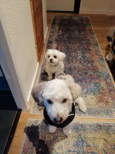 Bester Freund, Hundekumpel - zeigt her!-Beitrag-Bild