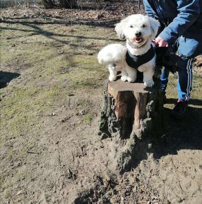 Bester Freund, Hundekumpel - zeigt her!-Beitrag-Bild