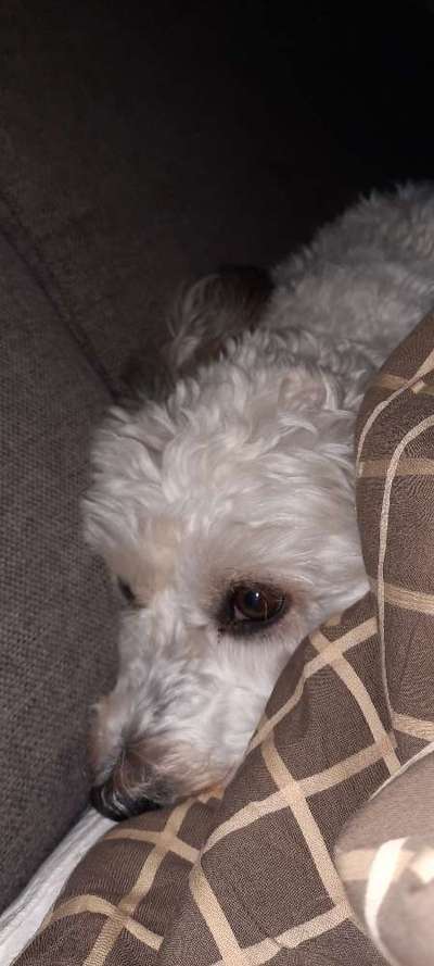 Challenge Nr 14
Eure Fellnasen auf ihrem Lieblingsplatz-Beitrag-Bild