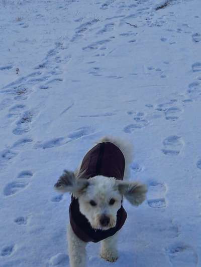 Dogorama Photo Challenge - Es wird nochmal kalt!-Beitrag-Bild