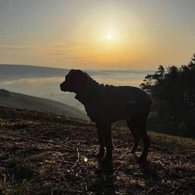 Hundetreffen-Welpentreff / Gassirunde in Leinach-Bild
