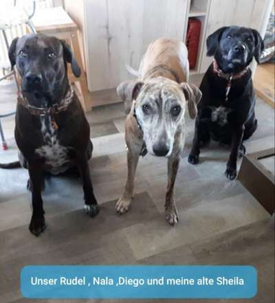 Rhodesian Ridgeback-Beitrag-Bild