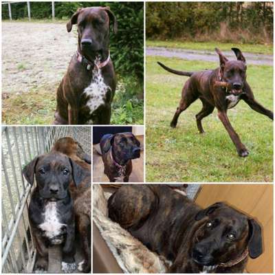 Rhodesian Ridgeback-Beitrag-Bild