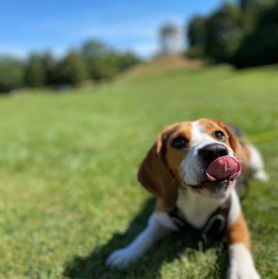 Hundetreffen-Beagle-Treffen :) Spiel, Spaß und Training-Bild