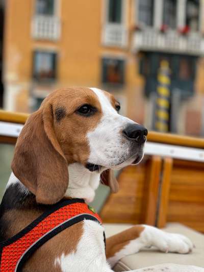 Dogorama Photo Challenge - Tierischer Urlaub-Beitrag-Bild