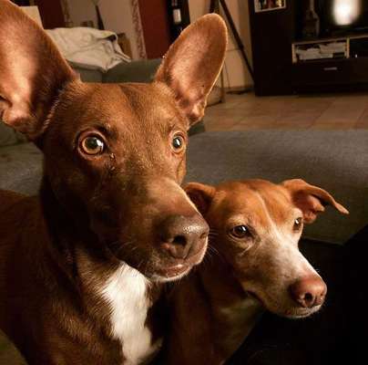 Hundepensionen-Hundebetreuung bleib-sitz-platz-Bild