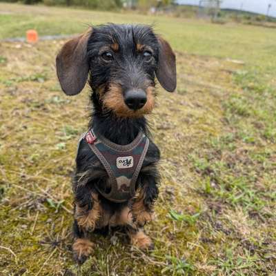 Hundetreffen-Dackel Treffen/ Spielgruppe Erfurt Bischleben-Bild