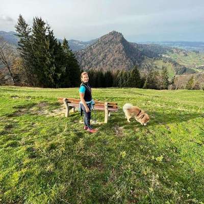 Hundetreffen-Spielen und Austoben