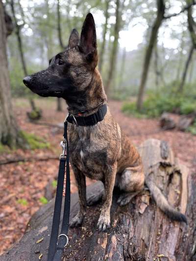 Malinois-Beitrag-Bild