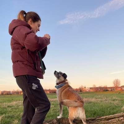 Hundetreffen-Hunderunden & Düsseldorf kennenlernen-Bild