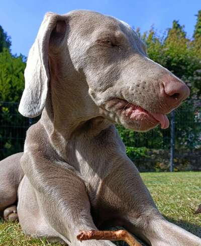 Zeige den lustigsten Blick deines Hundes-Beitrag-Bild