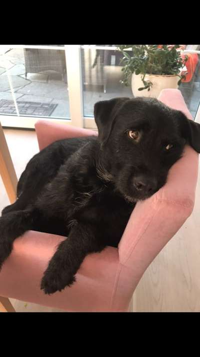 Die Dogorama Kalender Challenge Titelbild-Beitrag-Bild