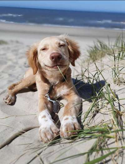 Die Dogorama Wochen Challenge: “Dein Hund im Urlaub”-Beitrag-Bild