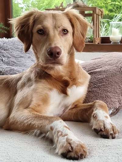 Labradorfans-Beitrag-Bild