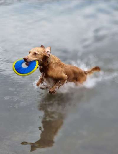 Die Dogorama Kalender Challenge 4/4-Beitrag-Bild