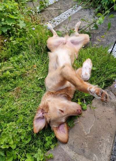 Die Dogorama Wochen Challenge-Beitrag-Bild