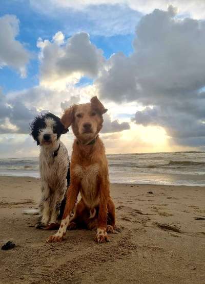 Mischlingshunde Foto Aufruf-Beitrag-Bild