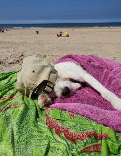 Die Dogorama Kalender Challenge 4/4-Beitrag-Bild