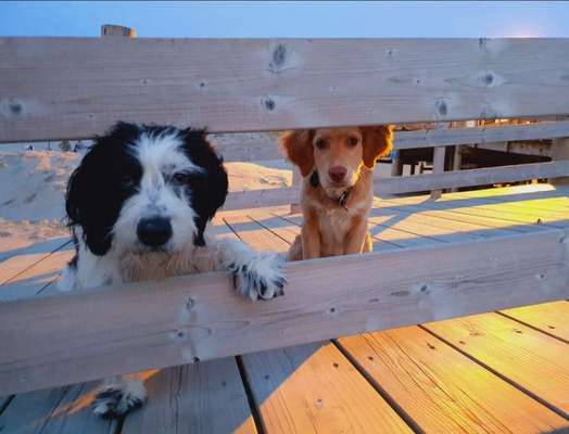 Challenge 41 - Mein Hund im Urlaub-Beitrag-Bild