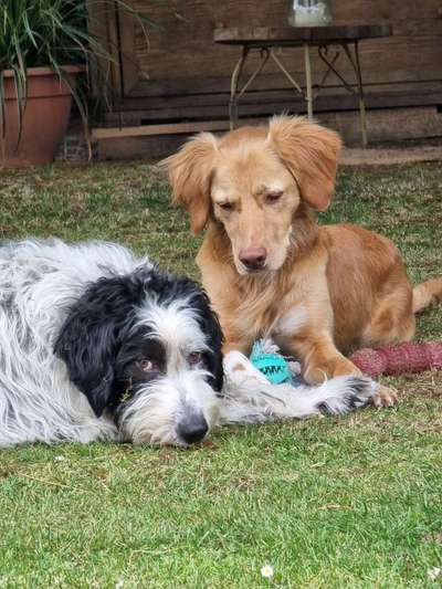 Dogorama Photo Challenge - Gegensätze-Beitrag-Bild