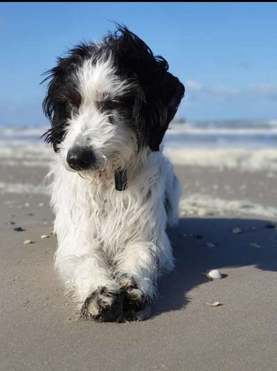 Die Dogorama Kalender Challenge 4/4-Beitrag-Bild