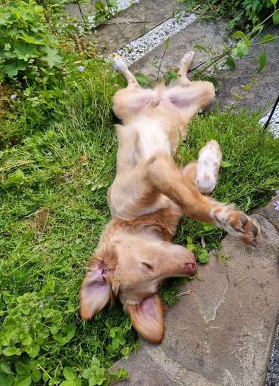 Die Dogorama Monats Challenge "Es grünt und blüht"-Beitrag-Bild