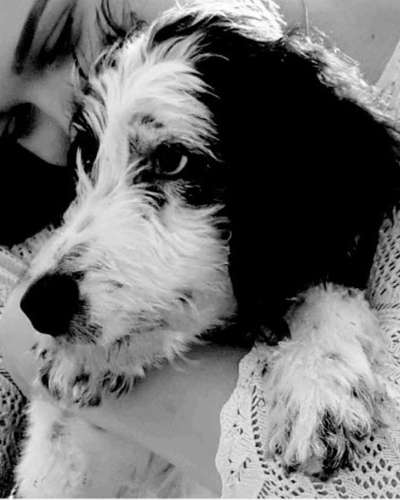 Welpen Bilder !-Beitrag-Bild