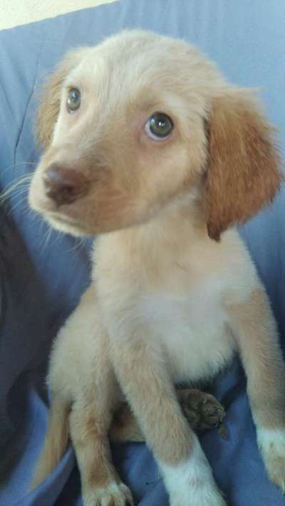 Welpen Bilder !-Beitrag-Bild