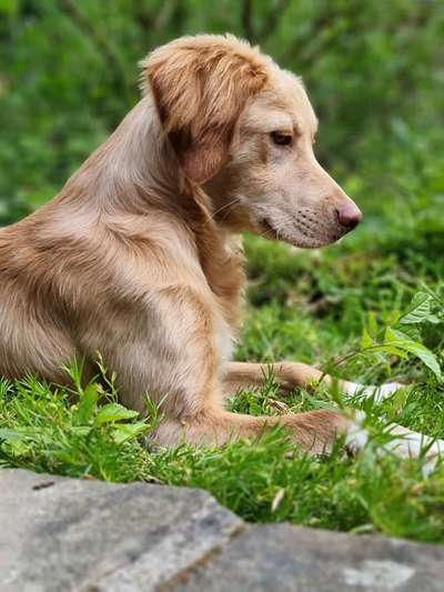 Die Dogorama Monats Challenge "Es grünt und blüht"-Beitrag-Bild