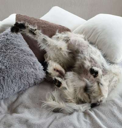 Die Dogorama Wochen Challenge-Beitrag-Bild